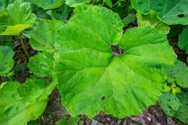 Common Butterbur (Petasites hybridus) with its characteristic giant leaves resembling an umbrella. Herbal medicine plant
