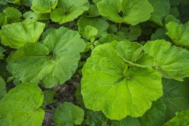 A cluster of butterbur plants with heart-shaped or kidney-shaped leaves. Riverside plant. Pro-health plant