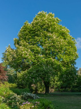 Blooming horse chestnut tree in spring. Blossoming chestnut flowers