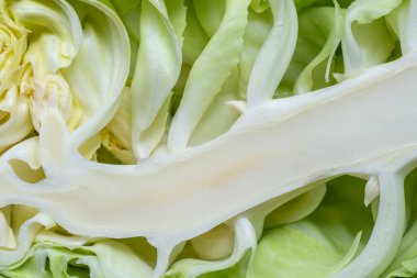 Cabbage cross-section. White stem and green leaves revealed by cutting through a cabbage head