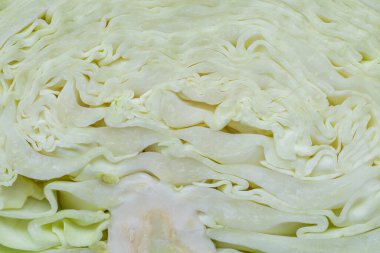 Green cabbage cross-section texture with tightly packed and very pale-colored leaves