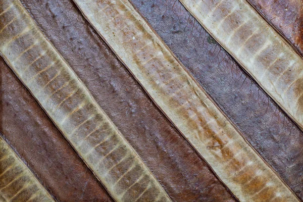 Getrocknete Bohnenschoten Diagonal Angeordnet Als Bucheinband — Stockfoto
