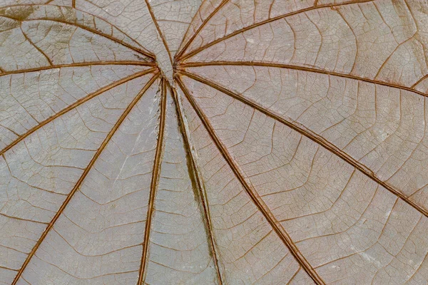 ニスで覆われた乾燥した葉の閉鎖 葉の静脈構造 背景色 — ストック写真