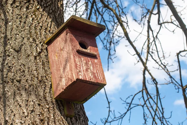 连在灰树上的手工木鸟喂食器 — 图库照片