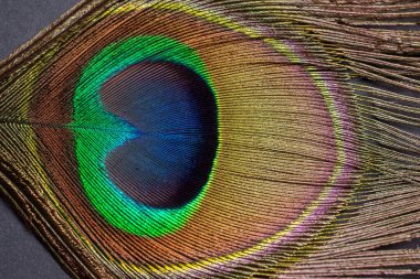 Tavus kuşu gözü. Arkaplan olarak canlı Peafowl Tüyleri