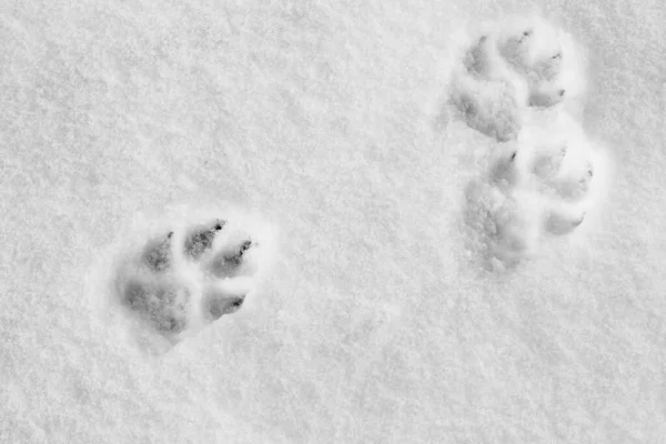 Pawprints Sneeuw Winter Achtergrond Met Hondenpoot Bedrukt Sneeuw Rechtenvrije Stockafbeeldingen