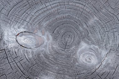 Yanmış çam ağacı kütüğü. Ahşap kesit yapısı. Doğadaki şablonlar ortaya çıkıyor