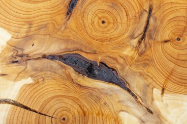 Ağaç gövdesinde yaşlanma süreci. Porsuk ağacı kesiti. Doğal şablon arka planı