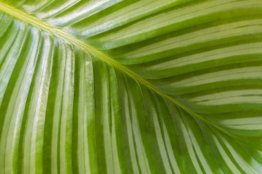 Işık ve normal çizgilerle dekore edilmiş pervane şeklindeki yaprak tam kare görüntüsü. Calathea Orbifolia bitkisi