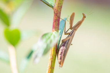 Yumuşak bir arka planı olan yabanmersini dalında kahverengi yetişkin kadın Avrupa peygamber devesi (Mantis religiosa) böceği üzerine seçici odak