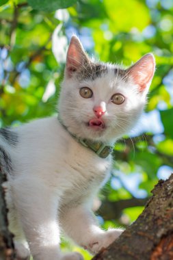 Bahçede oynayan sevimli beyaz kedi yavrusu