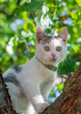 A closeup headshot of a cute pussy cat climbing a garden tree