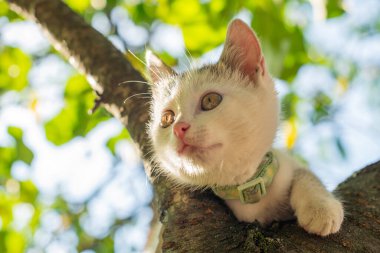 Sevimli beyaz bir kedinin portresi, güzel yüzüne odaklanıyor.