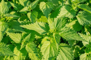 Isırgan otu (Urtica dioica). Isırgan otu yaprağı deseni