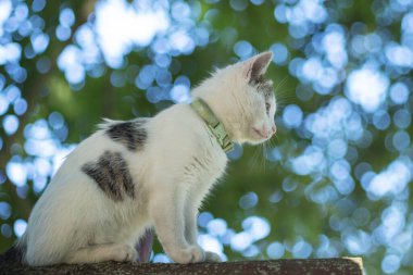 Küçük beyaz kedi Bokeh bahçesine karşı