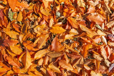 Düşen Magnolia yaprakları bahçede. Doğa arkaplanı