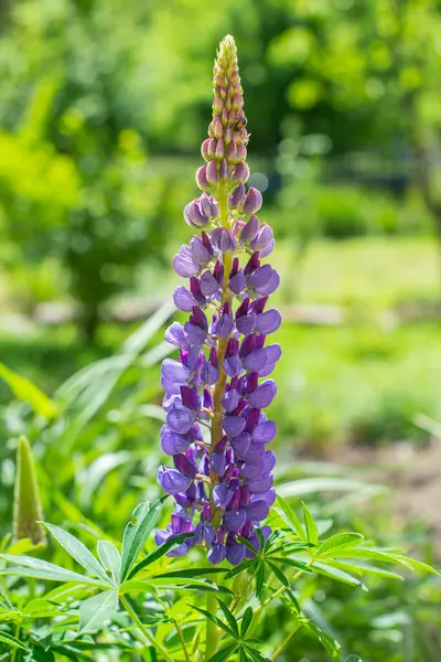 Lupinus polyphyllus (Lupinus polifillus))