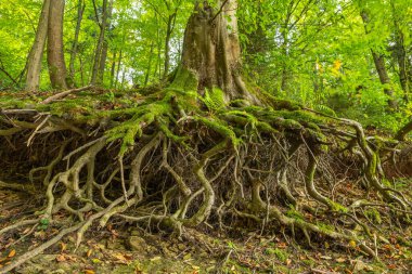 Yeşil yosunlarla kaplı bükülmüş ağaç kökleri.