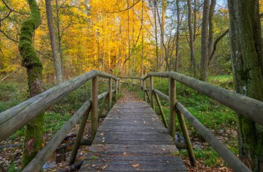 Ahşap bir köprü renkli sonbahar yapraklarıyla bir ormana gider.