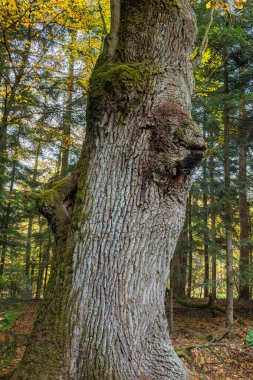 Dev meşe ağacı dikey çekim