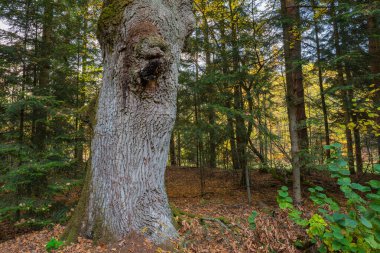 Dev meşe ağacı, sonbahar ormanlarındaki yapraklı zeminde kozalaklı ağaçların arasında duruyor.