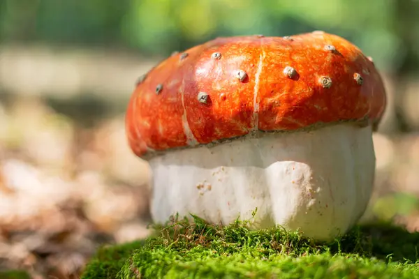 Amanita mantarına benzeyen dekoratif balkabağı.