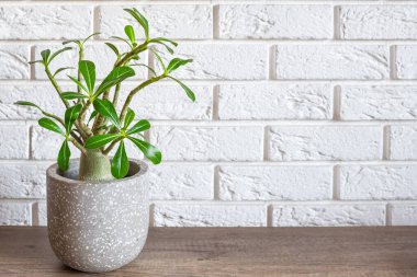 Adenyum obesum bitkisi, ahşap bir masada duran küçük bir baobab türü. Kopya alanı ile iç dekorasyon kavramı