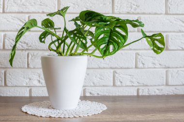 Tropikal Monstera Maymun Maskesi Saksısı, beyaz çiçek saksısında beyaz örgü örer.