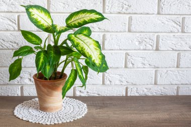 Dieffenbachia bitkisiyle modern minimalist iç dekorasyon terracotta potasında duruyor.