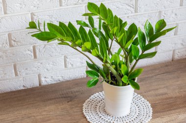 Zamioculcas zamiifolia bitkisi beyaz tuğla duvara karşı ahşap masada beyaz çiçek saksısında. Modern dairenin ev dekorasyonu