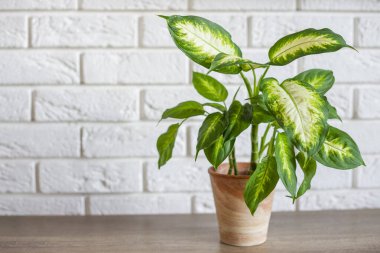 Dieffenbachia bitkisi minimalist bir ortamda modern oturma odası.