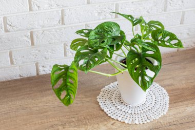 Monstera Adansonii Bitkisi İsviçre Peynir Fabrikası 'nı yapraklarındaki oval delikler nedeniyle çağırdı.