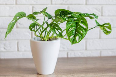 Monstera Adansonii ya da Maymun Maskeli Bitki beyaz seramik bir tencerede