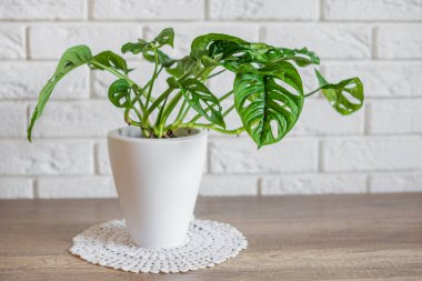 Beyaz bir örgü bitkisi örtüsünün üzerinde duran maymun maskesi. Dekoratif ev bitkisi