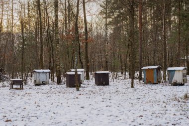 Ormanda geleneksel ahşap arı kovanları olan kış manzarası