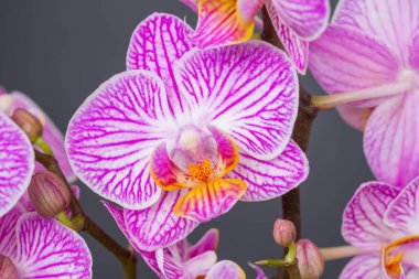 Yapraklarında damarlı deseni olan pembe orkide çiçeği.