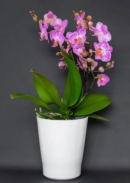 Siyah arka planda beyaz bir saksıda pembe orkide.