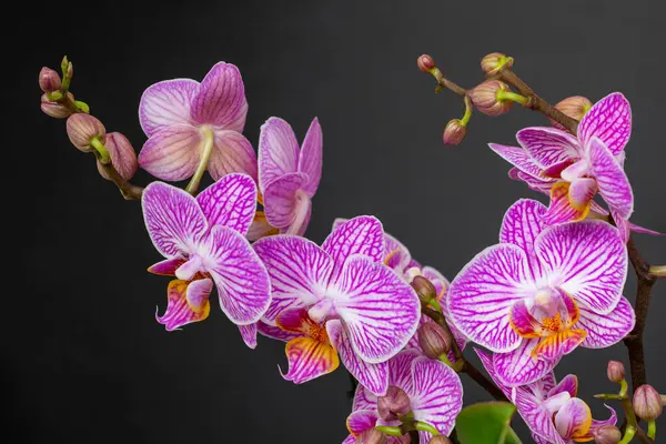 Siyah bir kara zeminde tomurcuklanan güve orkidesi çiçekleri