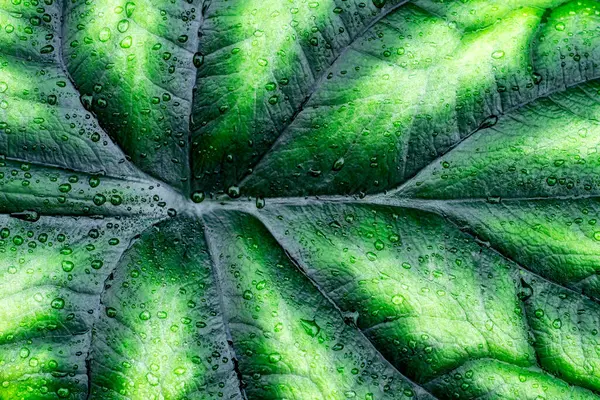 Islak Alocasia baginda yaprağı ve ilginç deri dokusu.