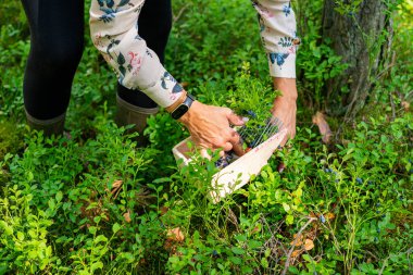 Bilberry 'ler (aşı mitrilleri) bir böğürtlen toplayıcısı aracıyla toplanır