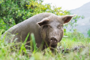 Çamur kazan hamile bir domuzun çimenler ve yeşil bitki örtüsüyle çevrili güzel yakın plan görüntüsü. Çok pis bir domuz kameraya doğru bakıyor..