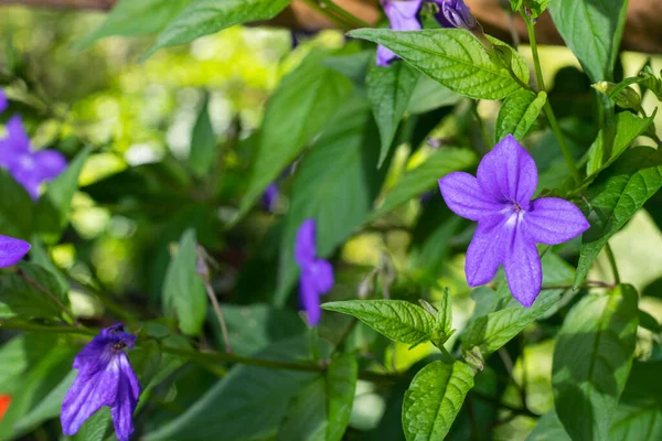 Primer Plano Una Flor Púrpura Con Centro Blanco Jardín Flores — Foto de Stock