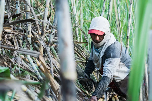 close-up of a latin farmer man, in the middle of a sugar cane crop, working in the harvest. farmer with his body covered to protect himself from the sun and the hairs of the cane leaves.