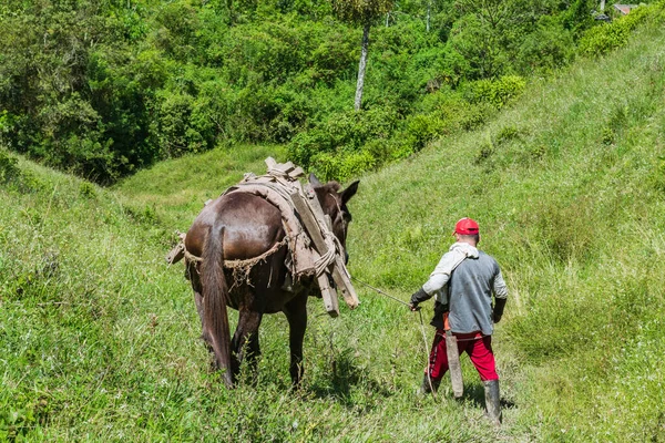 stock image colombian farmer walking down a hill with his mule after carrying a load of sugar cane to the sugar mill. brown male farm worker walking through a rural area in a green pasture.