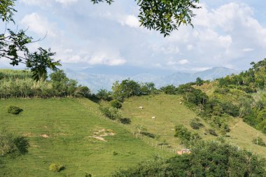Quinchia-Risaralda, Kolombiya 'daki bir çiftliğin havadan görünüşü. Sığır yetiştirme ve sığır eti veya süt ineği üretimi için sınırlandırılmış bölge. Kısa otlu dağ yamacında.