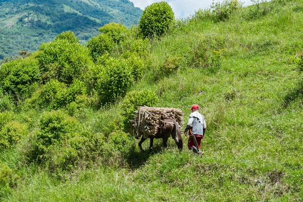 peasant muleteer crossing a pasture at the top of a mountain, with his mule loaded with sugar cane. man working in the field carrying the raw material for the production of sugar cane