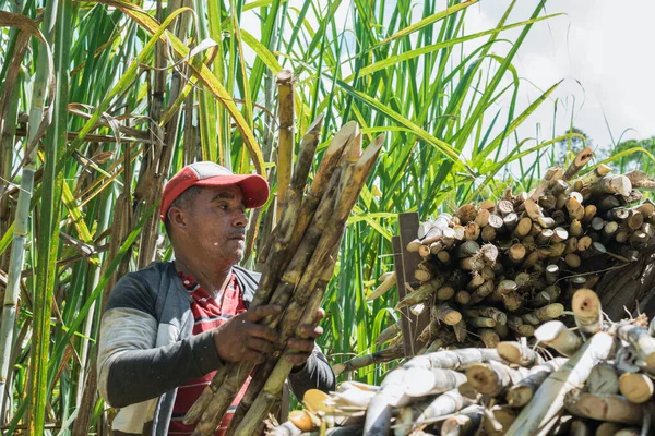 コロンビアの農家はサトウキビを積んだラバを製糖工場に運びます 強い真昼の太陽の下でサトウキビ畑の真ん中で働く茶色の男 ストックフォト
