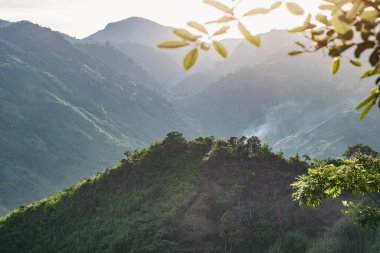 Kolombiya yağmur ormanlarının ekimi ve yasadışı mahsul üretimi için tahrip edilmesi. Yüksek bir dağın yamacındaki bir ormanda ağaçların yanması. Güney Amerika manzarası.