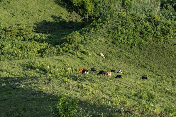 Herd Cows Grazing Mountainside Black Orange Bos Taurus Summer Day — Stock Photo, Image