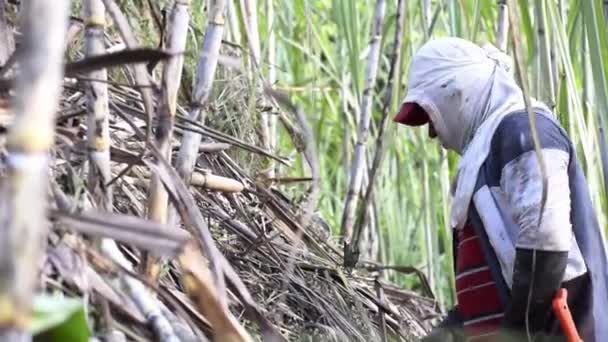 Latino农民 收集新鲜切碎的甘蔗手工 在甘蔗种植中的人 — 图库视频影像